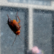 Image for article titled The Cockroach Uprising Is Upon Us